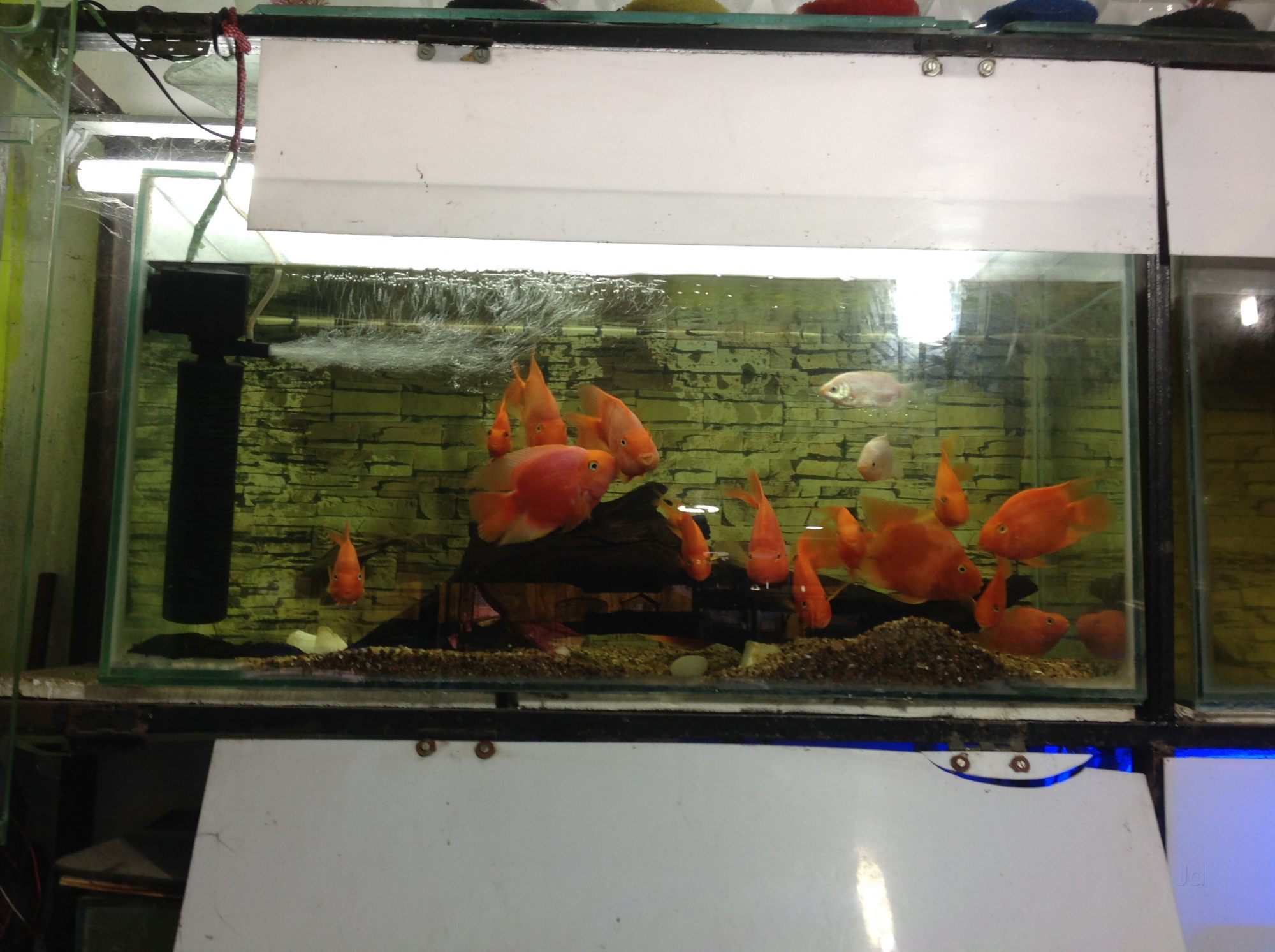 jahangirabad pet market