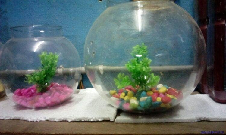 Pet Product in Bhopal Quality Supplies for Your Furry Friends