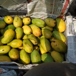 Maa Charchika Fruits (Mcf) in Nayapalli, Bhubaneshwar - Best Fruit ...