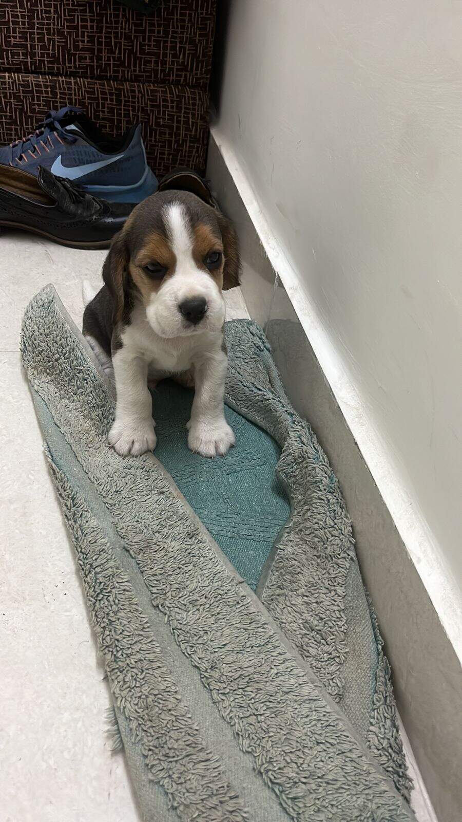 Top Pet Shops For Persian Cat in Chandigarh Sector 40d Best Persian