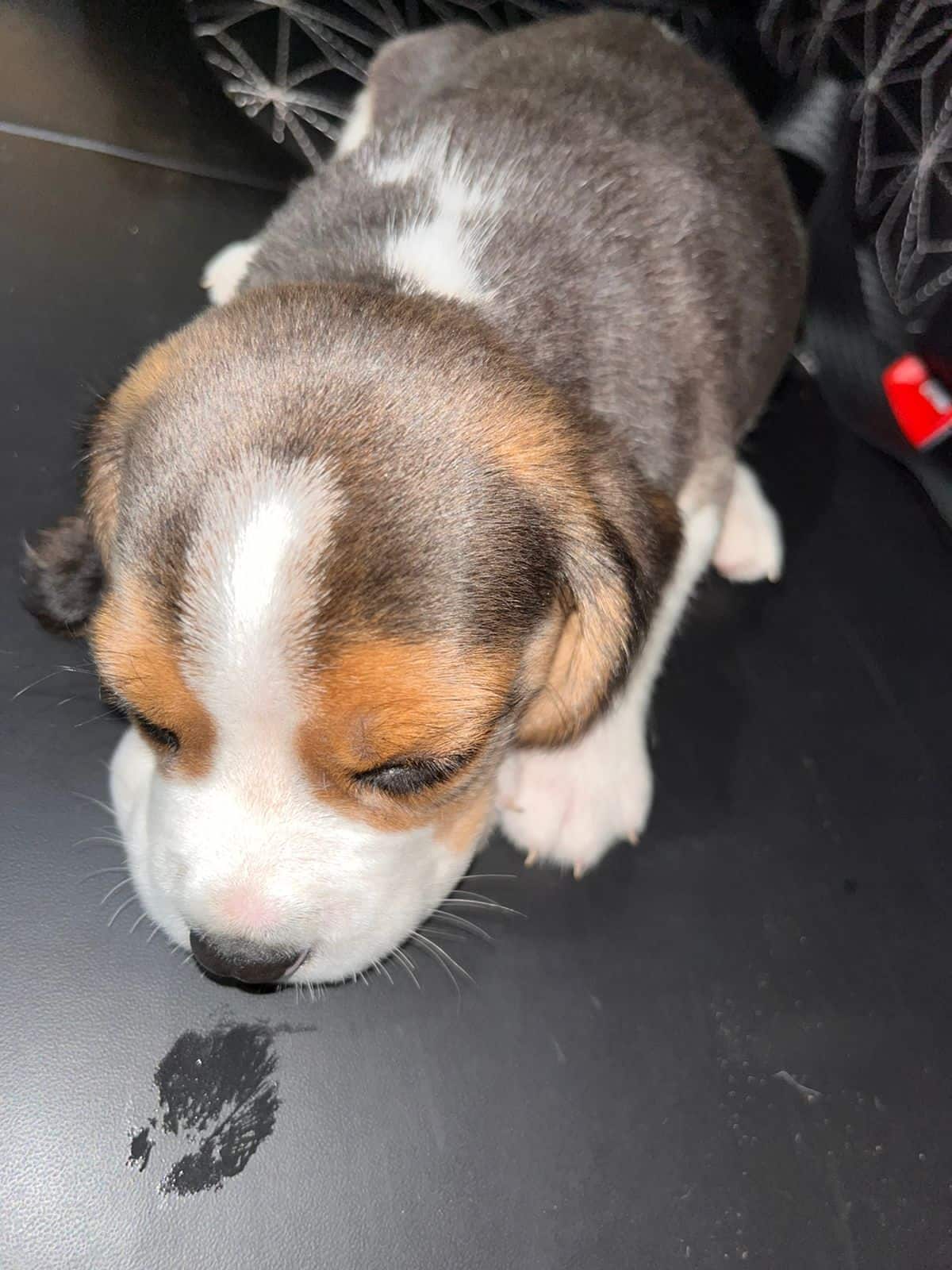 Top Pet Shops For Persian Cat in Chandigarh Sector 40d Best Persian