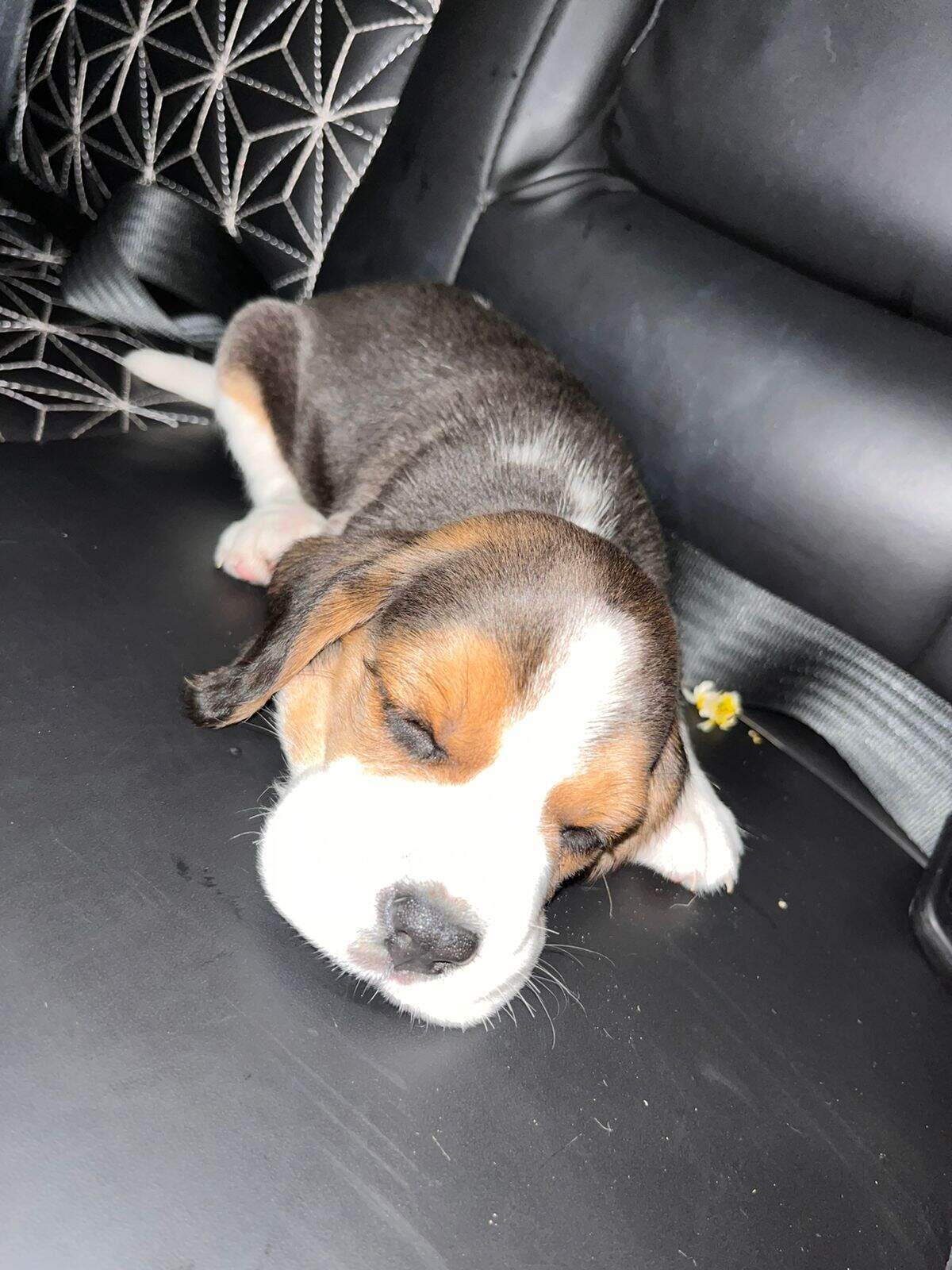 Top Pet Shops For Persian Cat in Chandigarh Sector 40d Best Persian