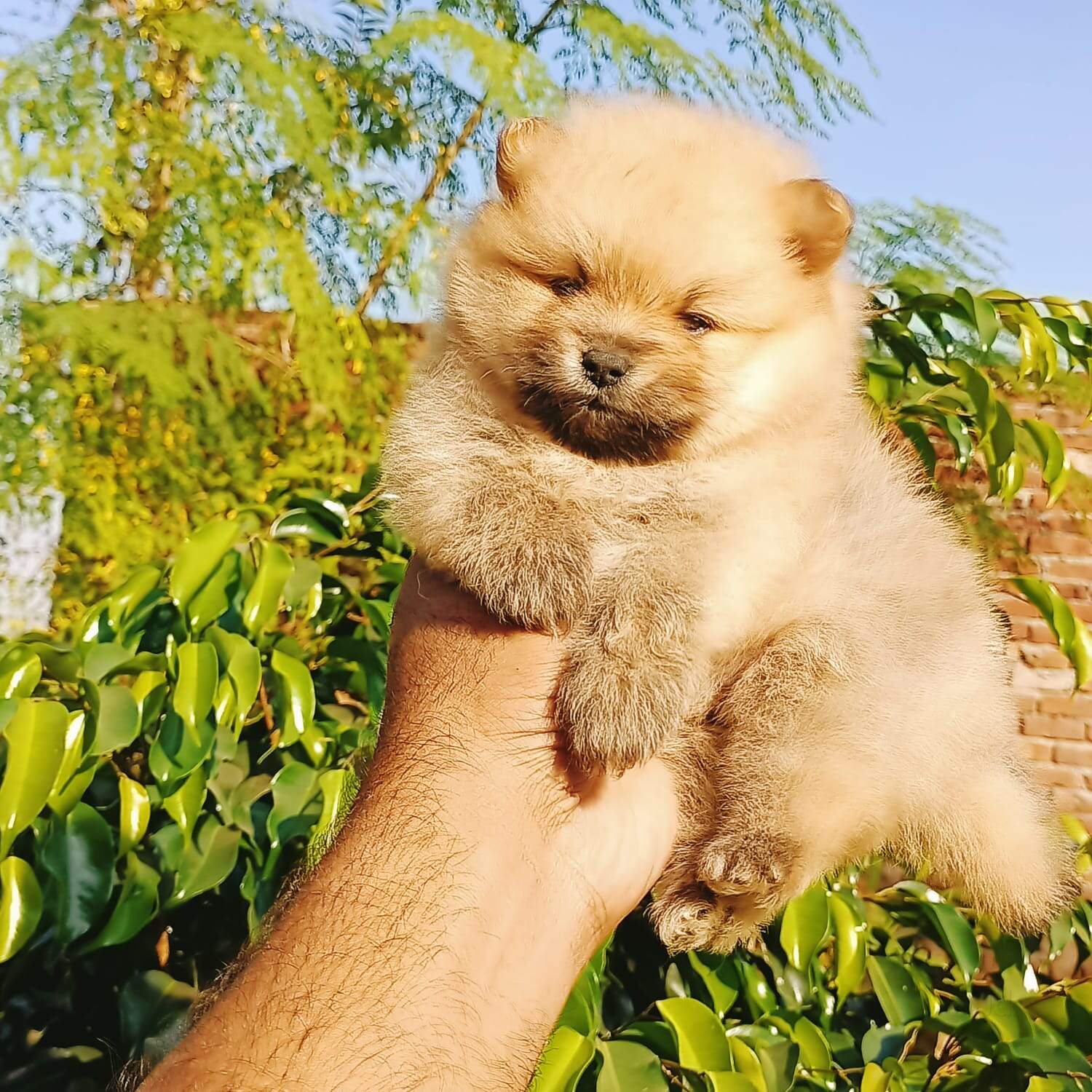 Top Pet Shops For Persian Cat in Chandigarh Sector 40d Best Persian