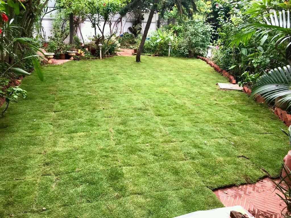 Top Korean Grass Dealers in Chennai Justdial