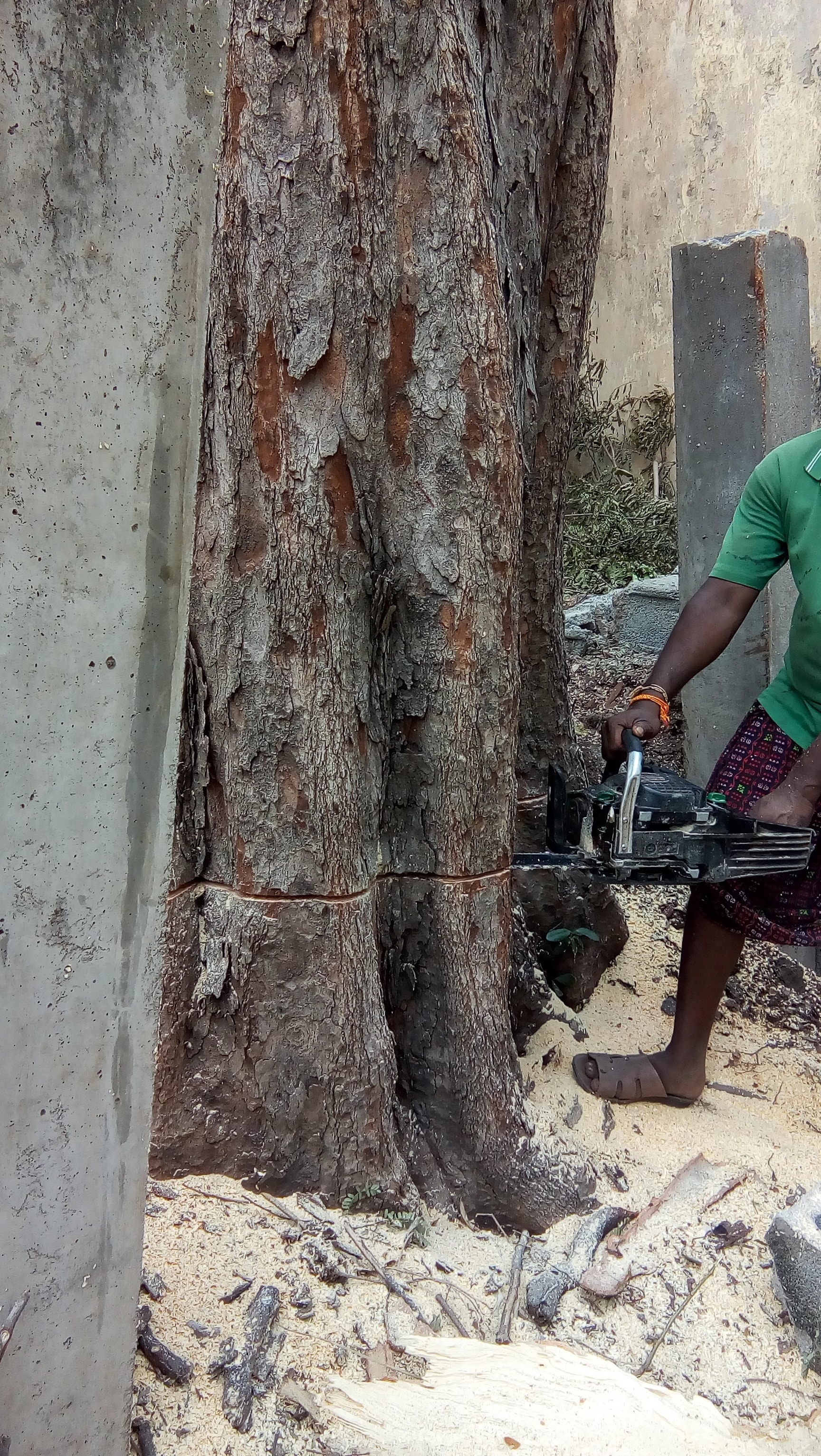 Top Coconut Tree Cutting Services in Chittoor कोकोनट ट्री कटाई
