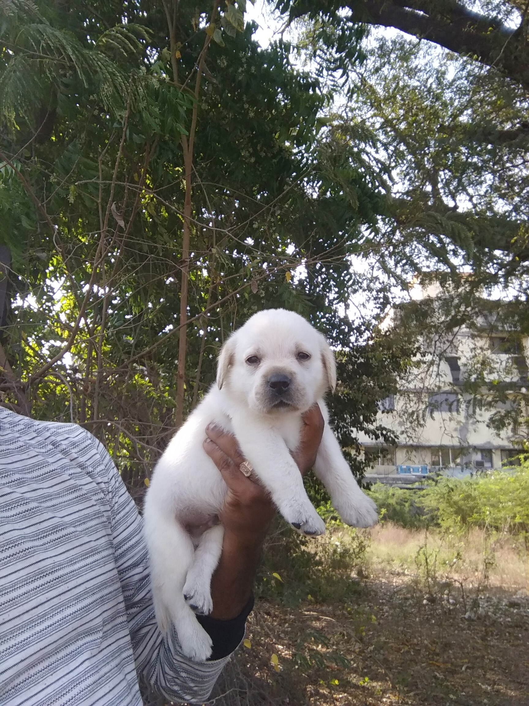 Top Pet Shops in Chennai Best Pet Store near me Justdial