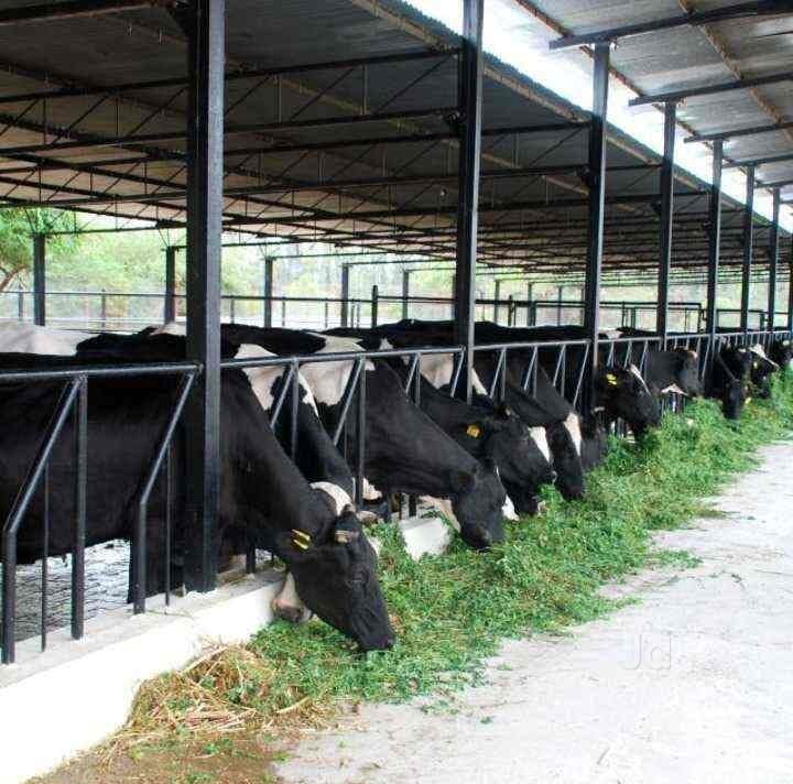 Catalogue Dairy Farming in Coimbatore Central , Coimbatore Justdial