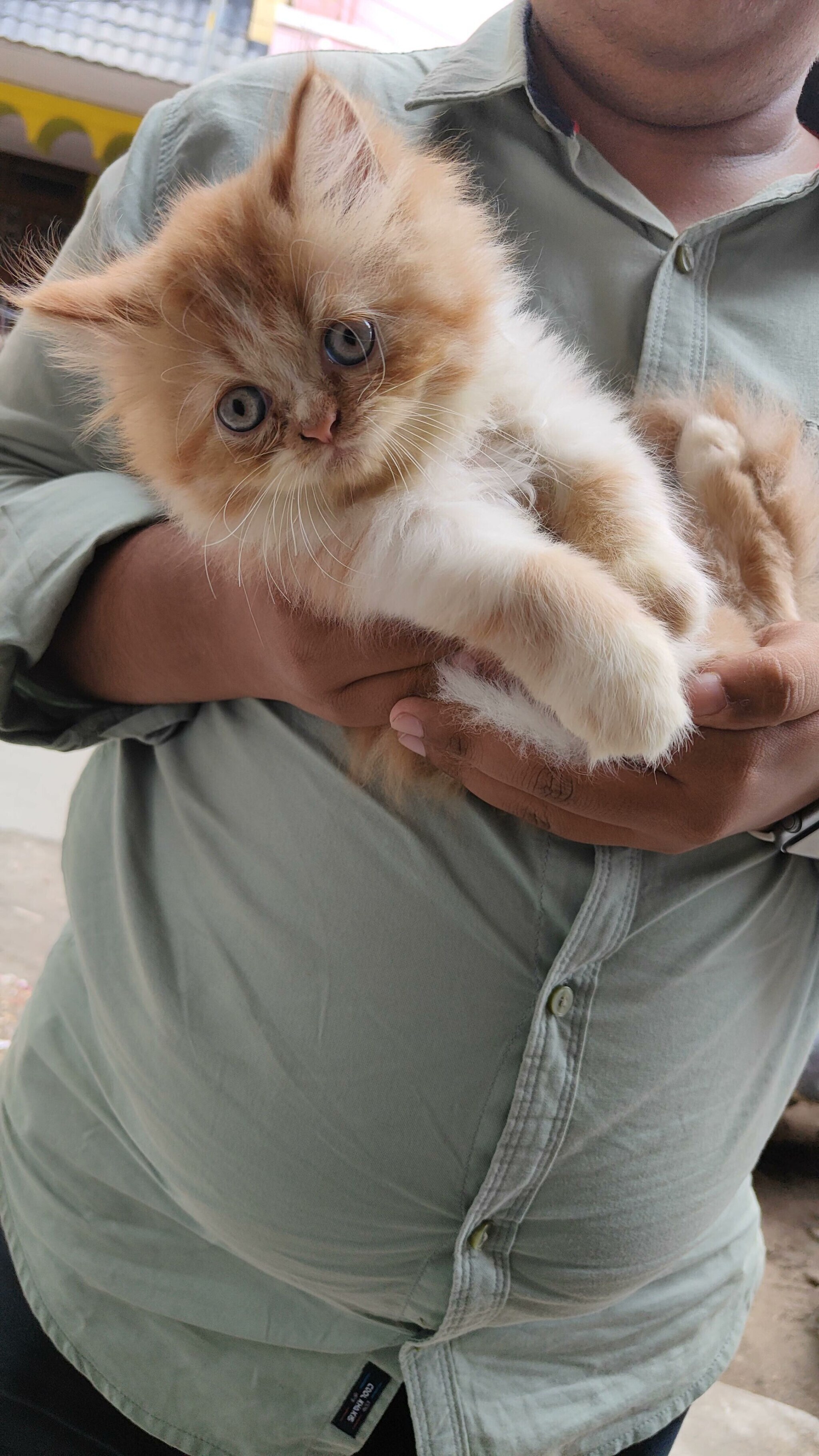 Top Pet Shops For Persian Cat in Neelambur Best Persian Cat Dealers