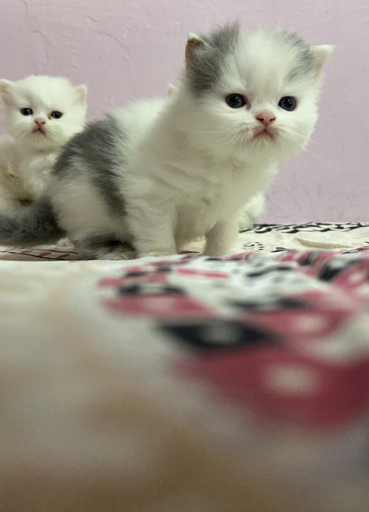 Top Pet Shops For Persian Cat in Neelambur Best Persian Cat Dealers