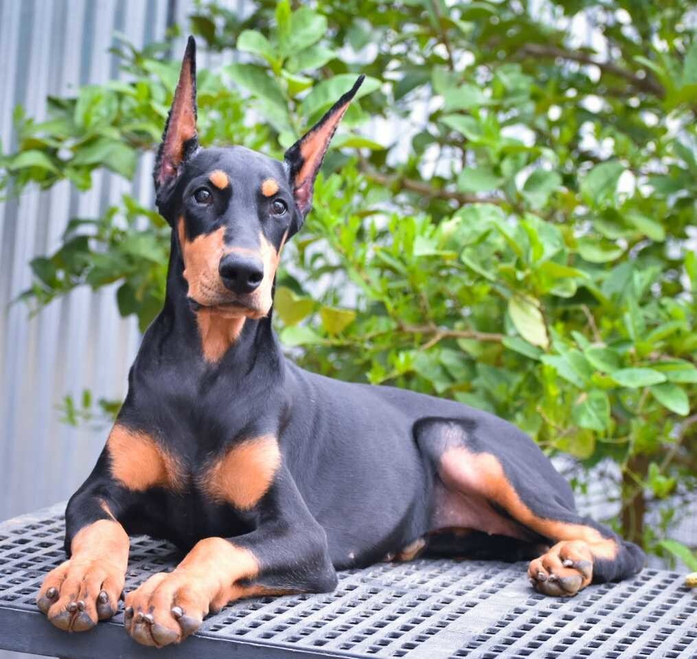 Top 100 Pet Shops For Dog in Coimbatore Best Pet Store Justdial