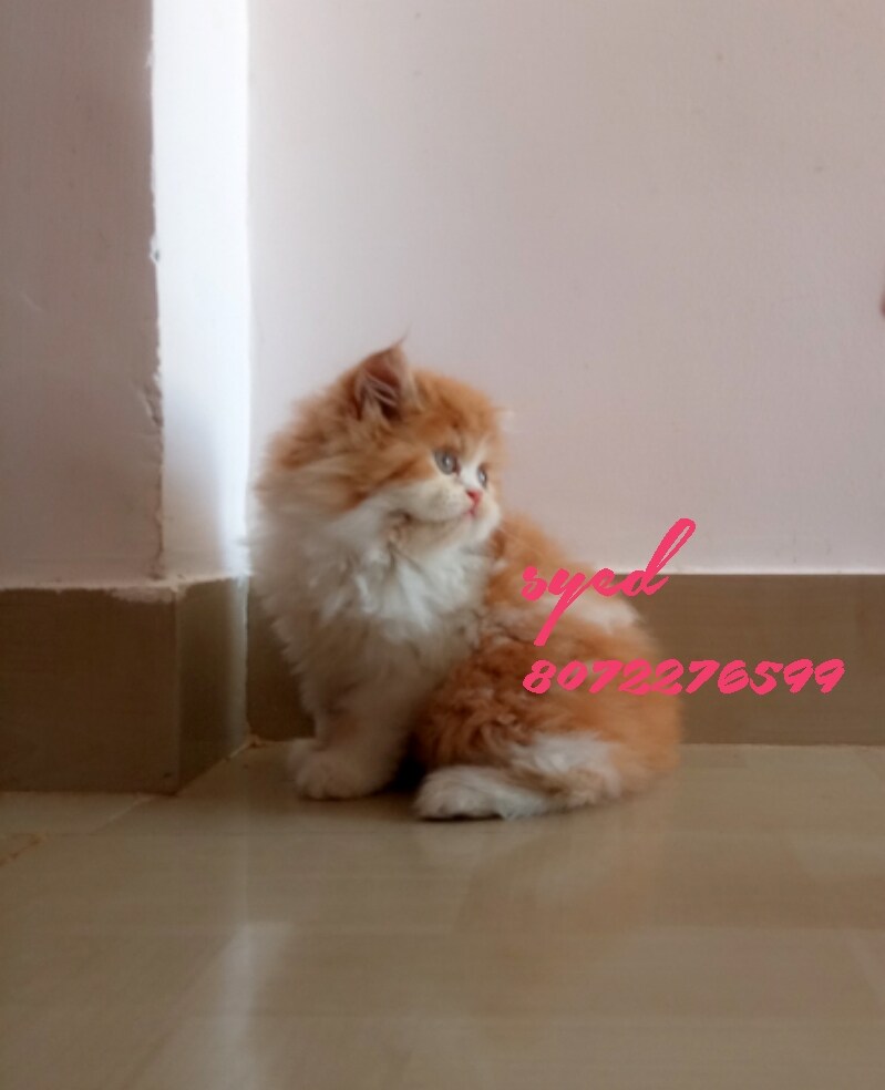 Top Pet Shops For Persian Cat in Ganapathy Best Persian Cat Dealers