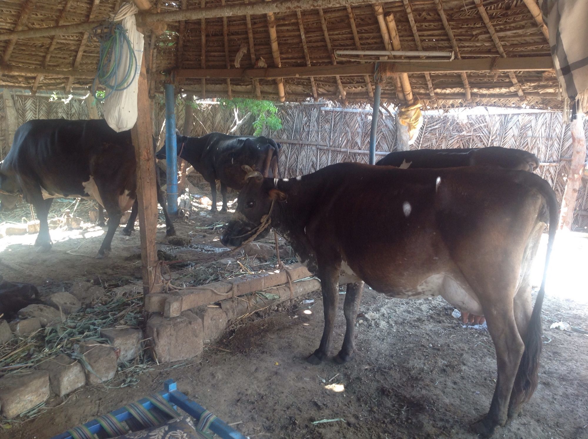 Catalogue Dairy Farming in Coimbatore Central , Coimbatore Justdial