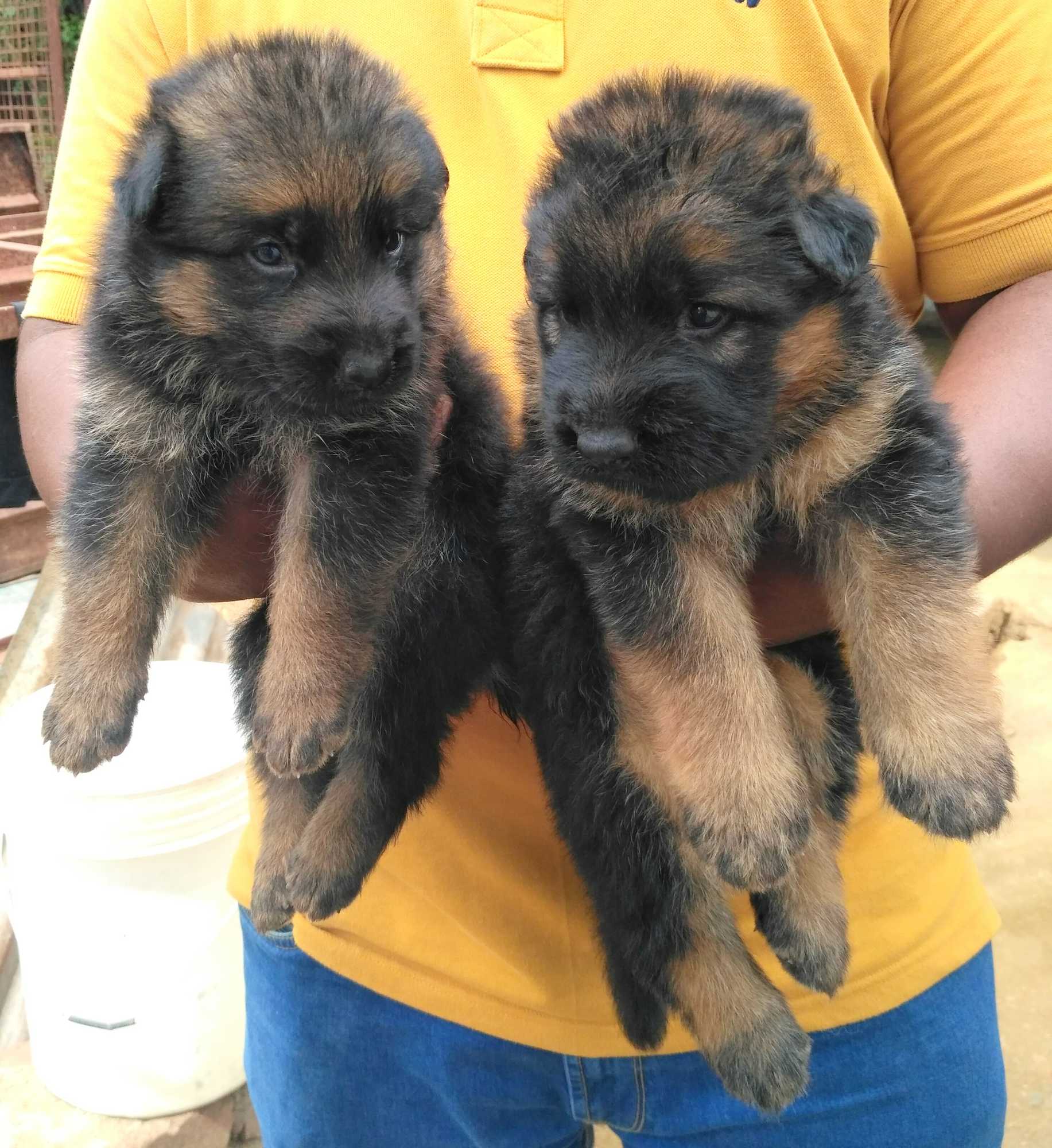 Catalogue The Pets Kennal In Nggo Colony Coimbatore Justdial