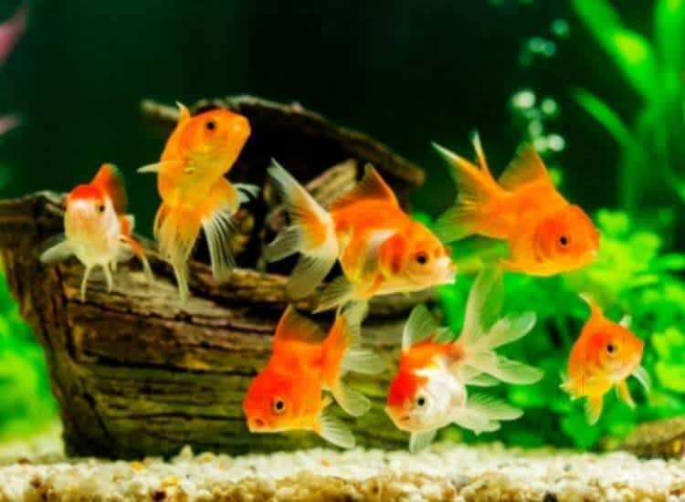 Top 100 Fish Aquarium Dealers in Bangalore Best Fish Aquarium Shops