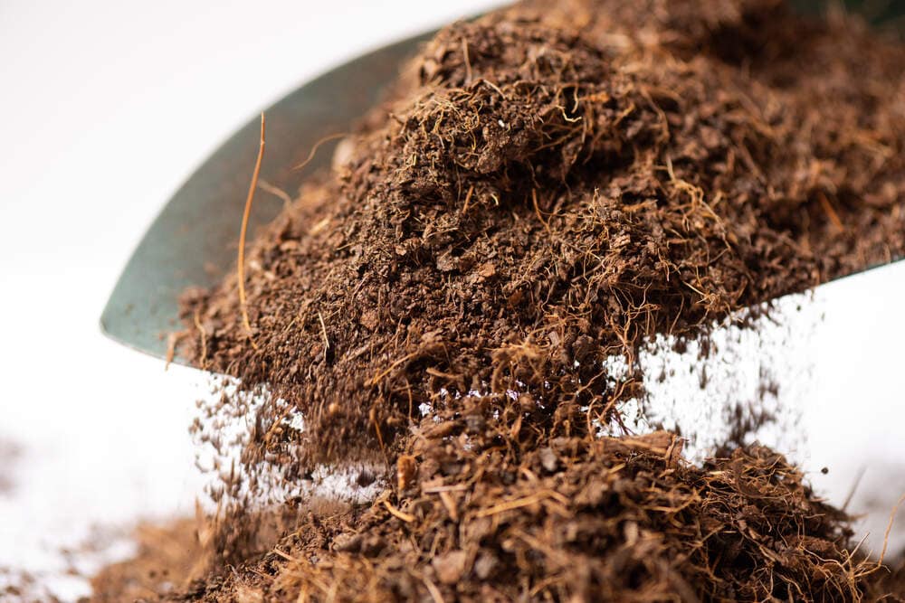 Coconut Shell in Raipur-chhattisgarh Eco-Friendly, Durable