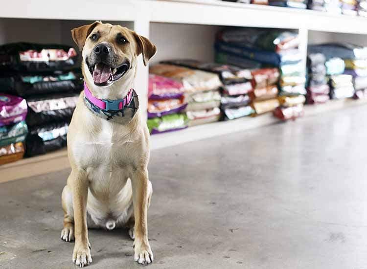 Top 20 Pet Shops in Parvati, Pune Best Pet Store & Suppliers Justdial