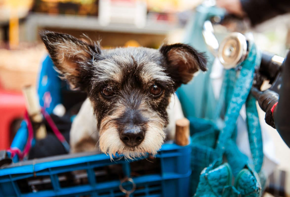 Top 50 Dog Kennel Shops in Gurgaon, Delhi Best Dog Kennels Suppliers