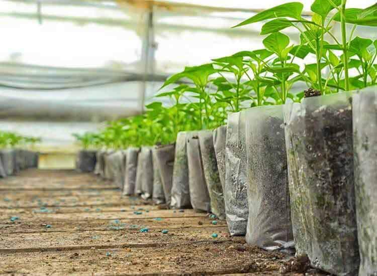 Top 10 Plant Nurseries in Doddaballapur Best Nursery Plant Suppliers