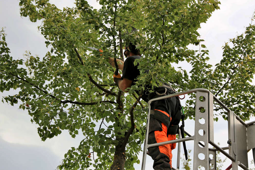Top Tree Cutting Services in Kaloor Best Tree Trimming Services