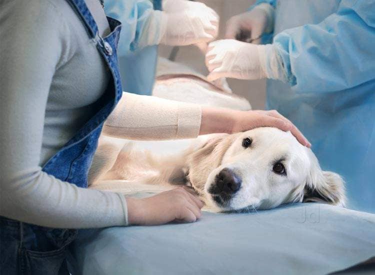 veterinary doctor in panvel