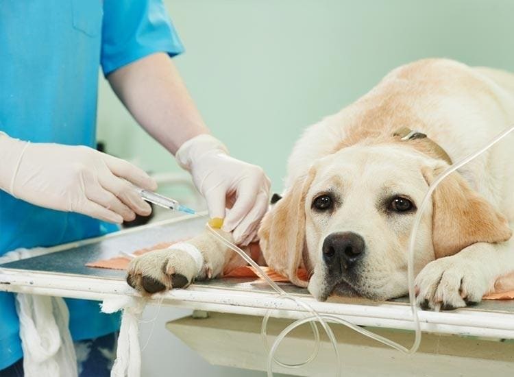 durgapura dog hospital