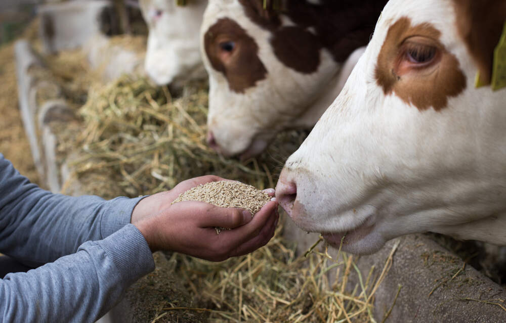 Varun Enterprises in Chhawani, Indore - Best Animal Fodder Dealers in ...