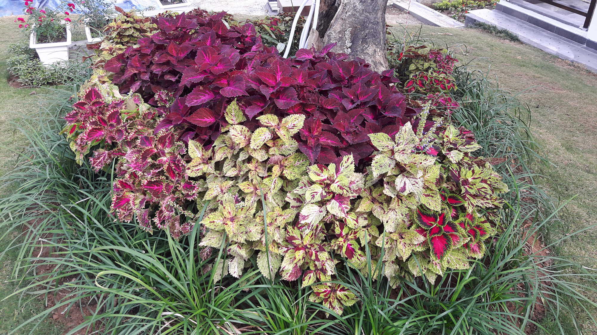 Catalogue Saxena Nursery in Dehradun City , Dehradun Justdial