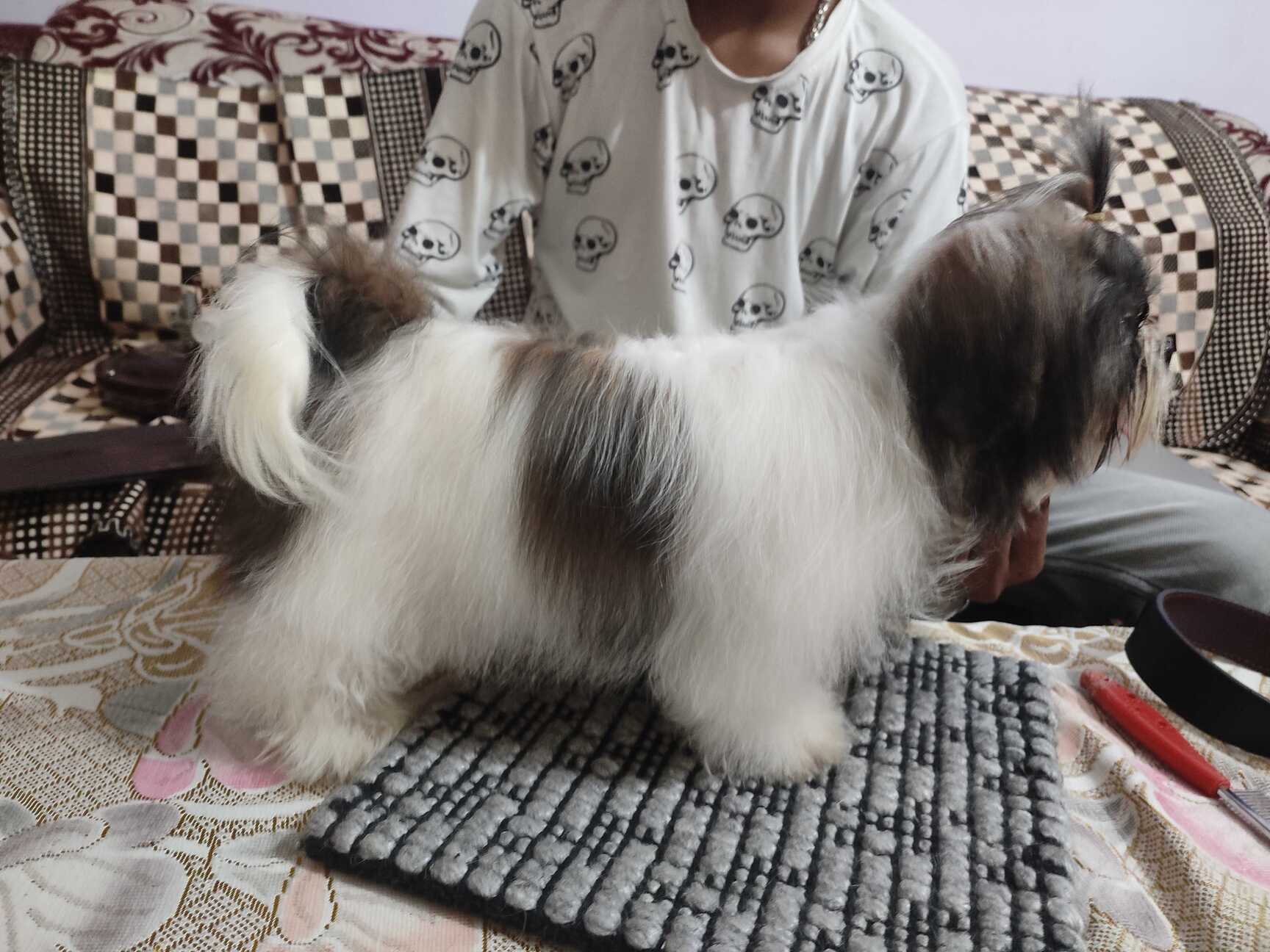 Top Pet Shops in Dehradun Best Pet Store near me Justdial