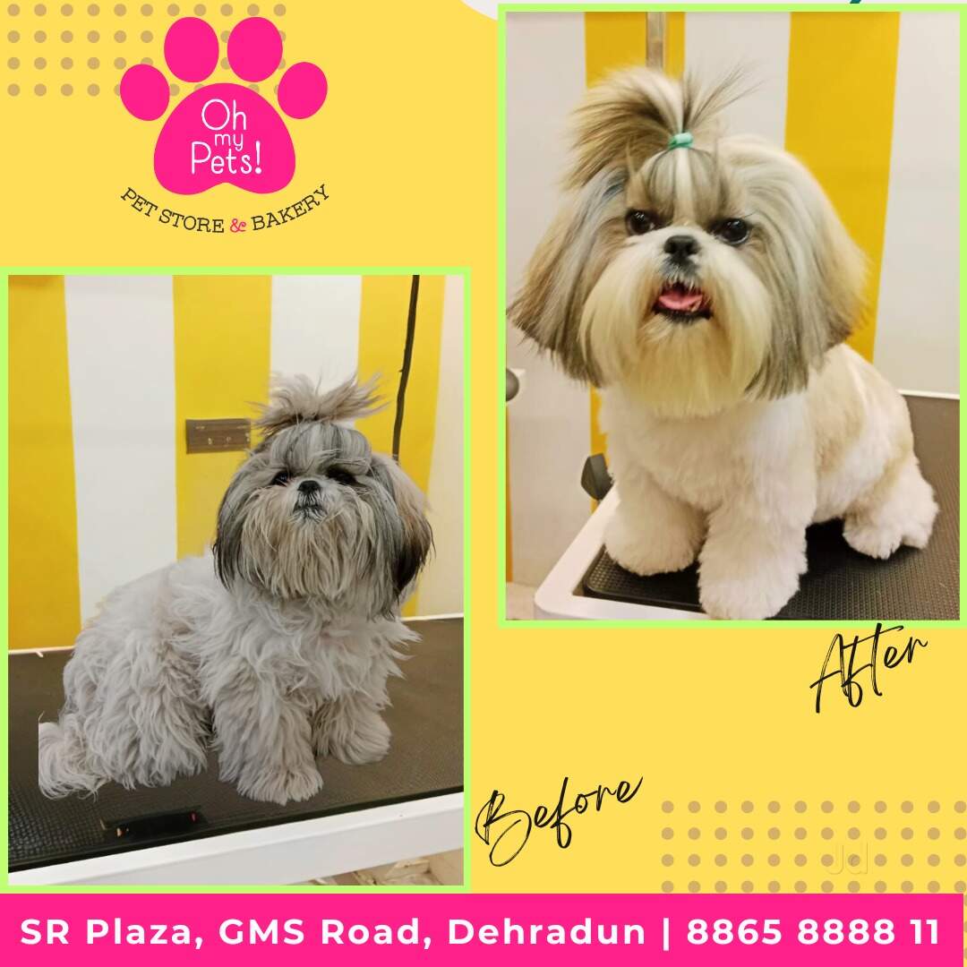 Dog Tag in Bareilly Personalized, Durable Pet ID Tags Justdial