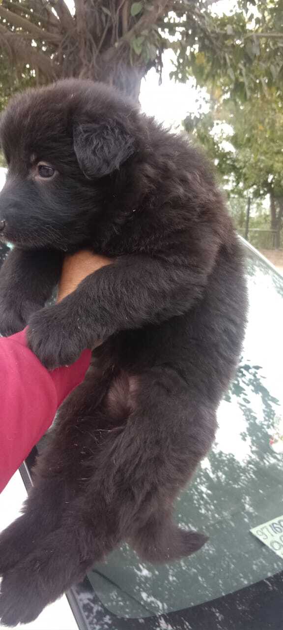 Top Dog Training Courses in Patna near me Justdial