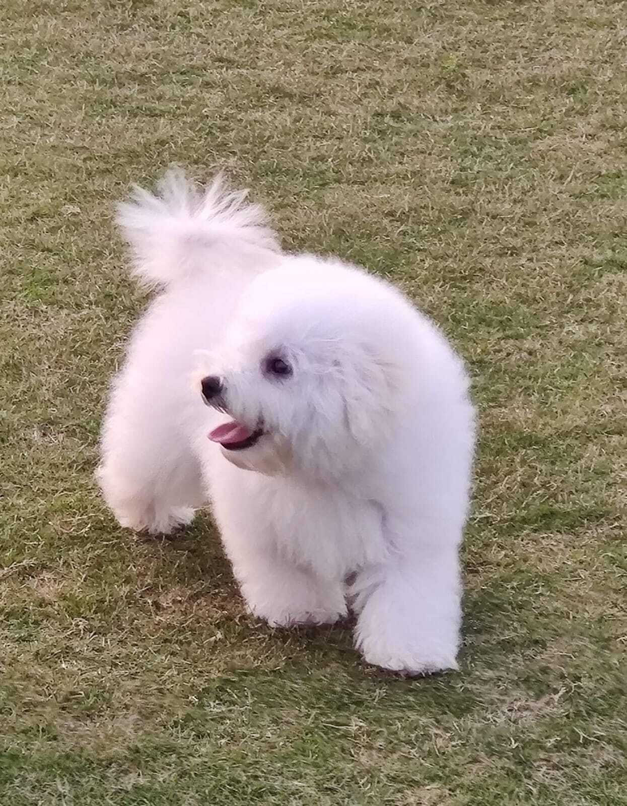 Top Dog Training Courses in Patna near me Justdial