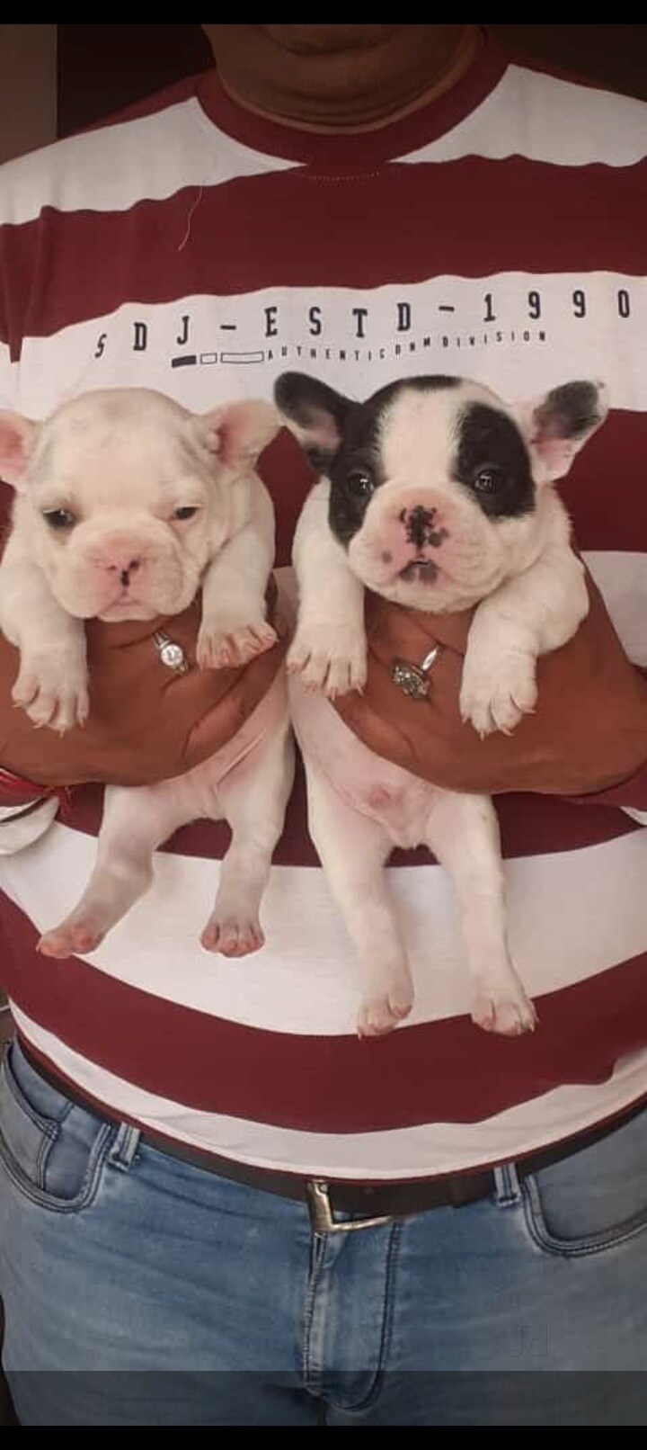 Top Dog Training Courses in Patna near me Justdial