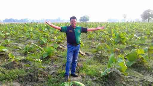 Top Sandalwood Plantation In Rajouri Garden Best Sandal Wood Plantation Delhi Justdial