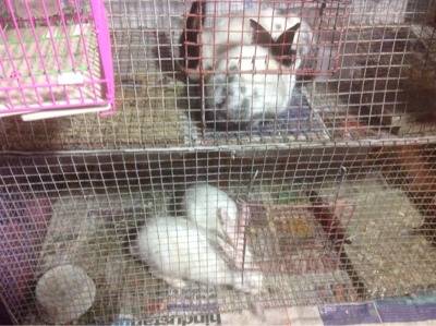 pet shop in chandni chowk