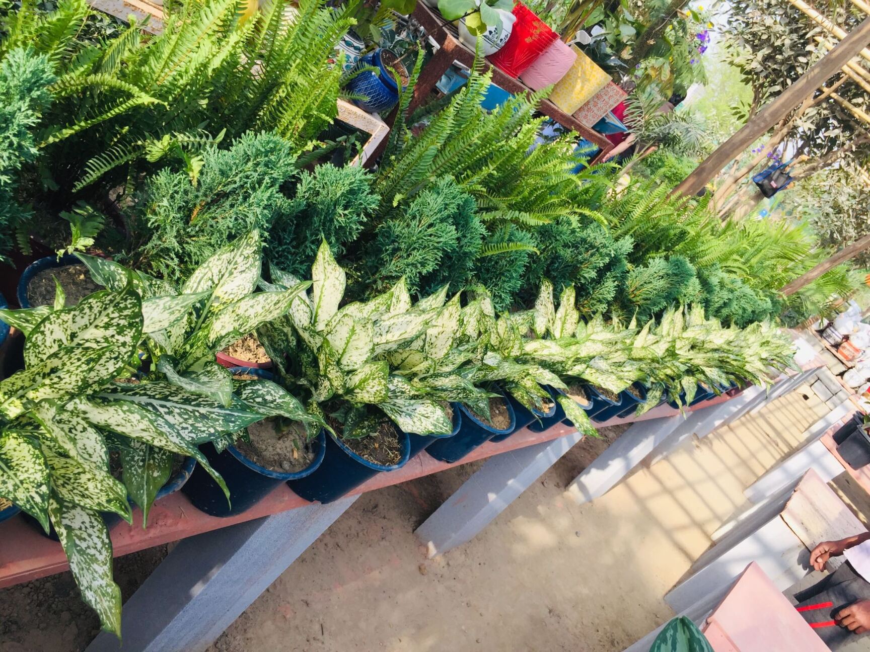 Top Plant Nurseries in Wazidpur,Noida Best Government Plant Nurseries