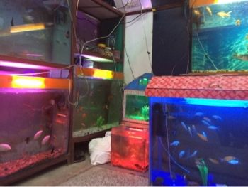 Asian Fish Aquarium Yamuna Vihar Aquarium Fish Dealers In Delhi