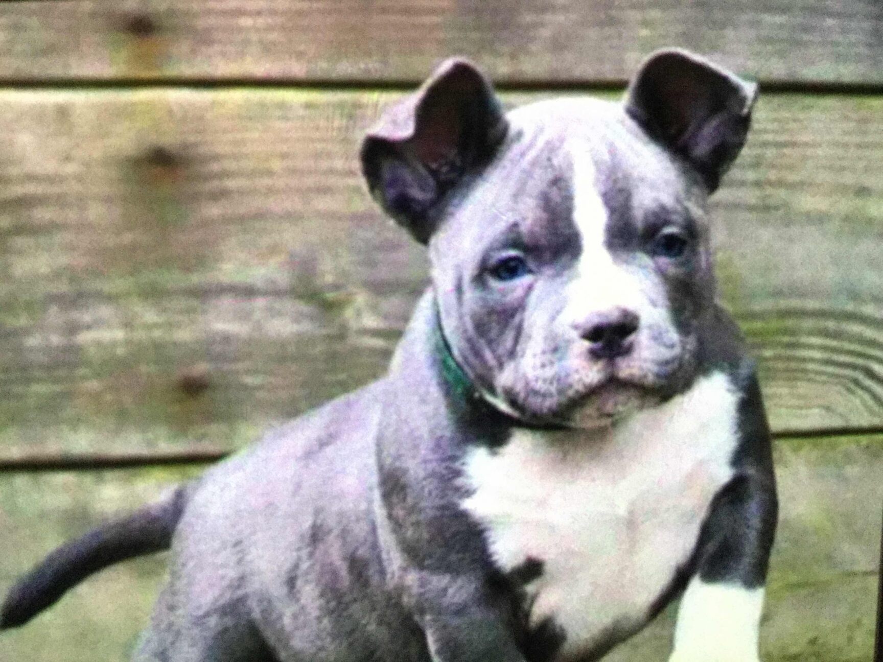 pet shop in chandni chowk