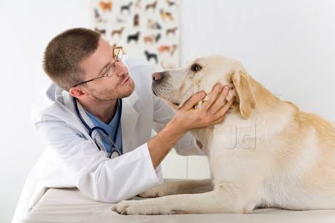 People For Animals Veterinary Doctors Book Appointment Online Veterinary Doctors In Garhi Harsaru Gurgaon Delhi Justdial