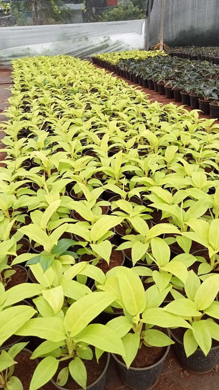 Catalogue Chirag Nursery in Chirag Delhi , Delhi Justdial