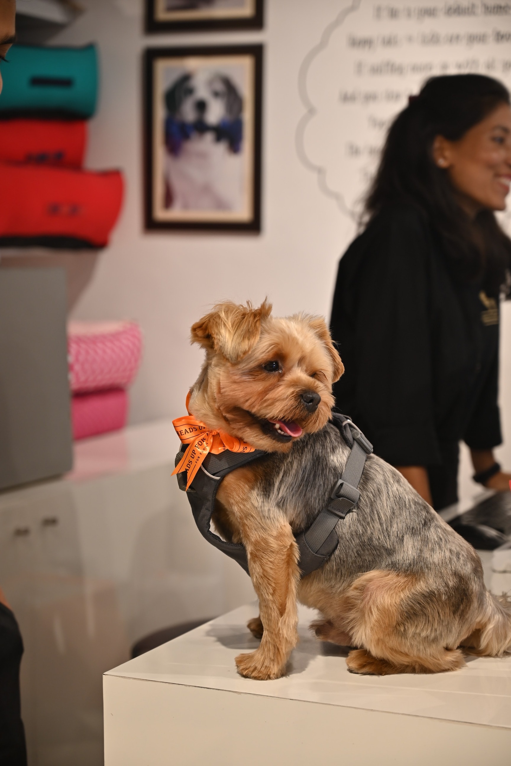 Find list of Heads Up For Tails in Palwal near me Justdial