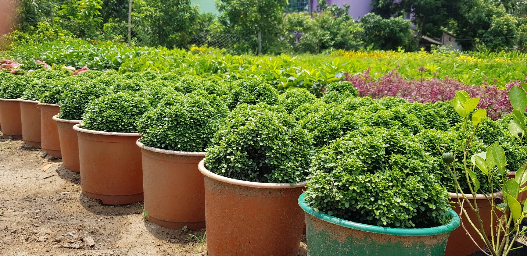 Top 30 Plant Nurseries in Dwarka Best Nursery Plant Suppliers Delhi