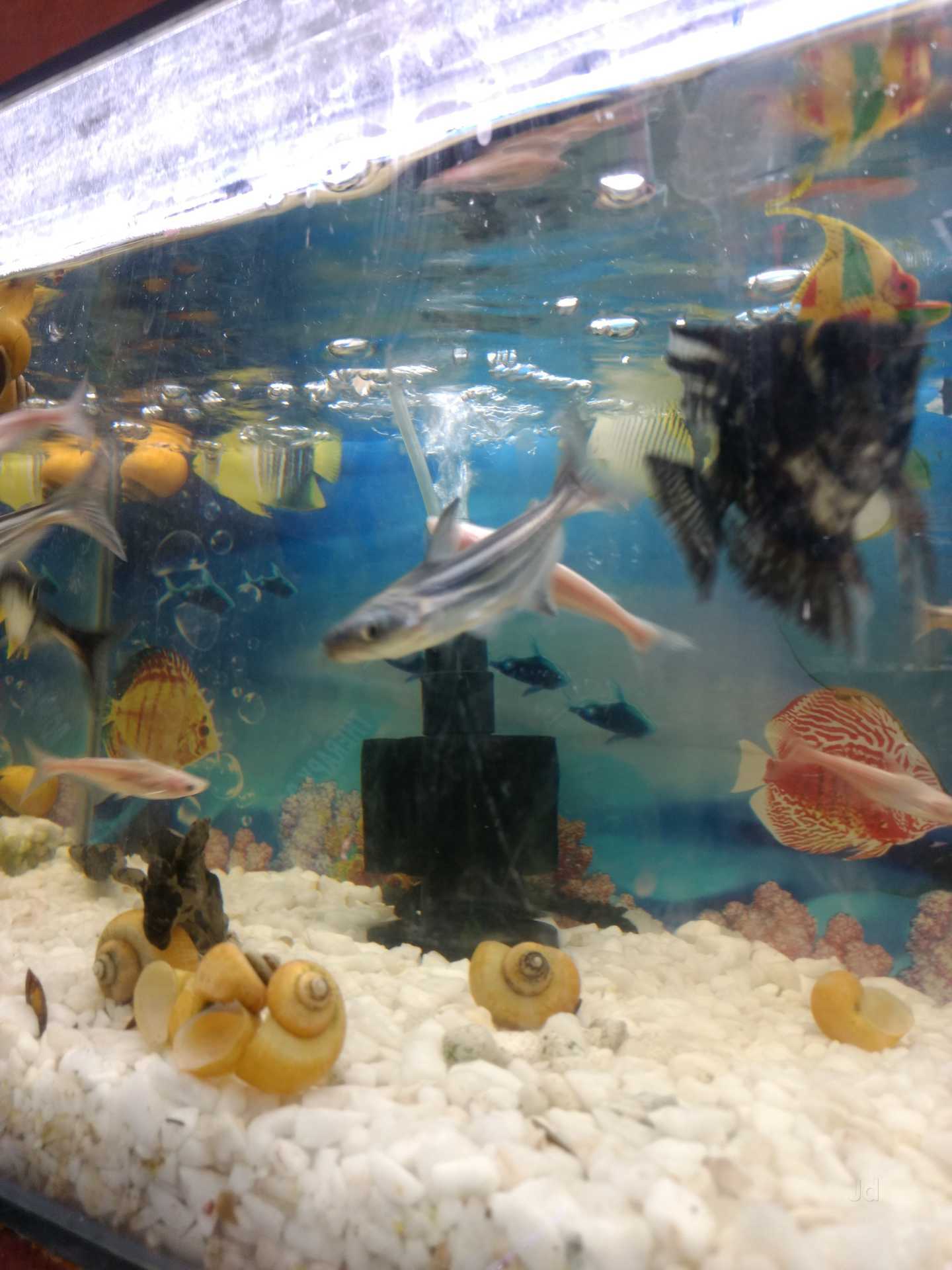 Anmol Pet Shop Fish Aquarium Shalimar Bagh Aquarium Fish Dealers In Delhi Justdial