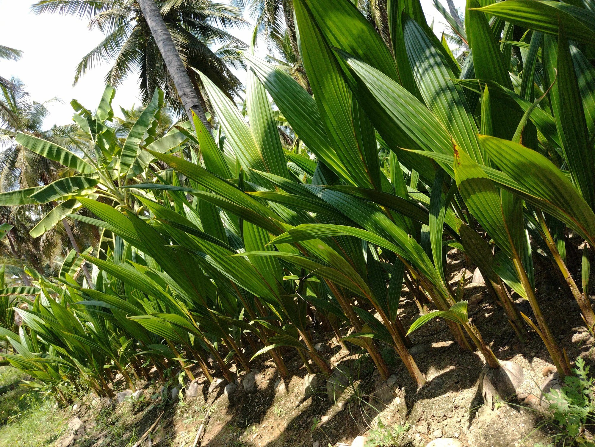 Catalogue LK nursery Garden in Arasampatti , Dharmapuri Justdial