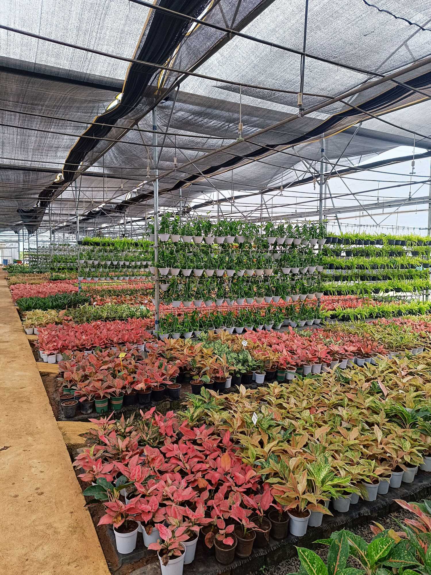 Catalogue Godavari Nursery Gardens in Kadiyapulanka , East Godavari