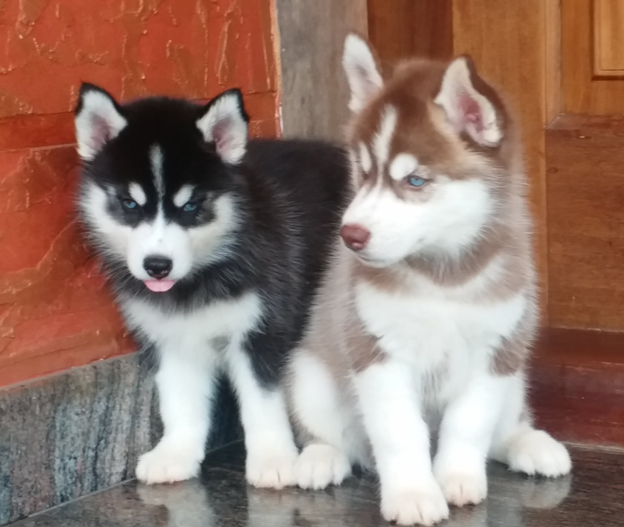 Top 100 Pet Shops in Ernakulam - Best Pet Store & Suppliers - Justdial
