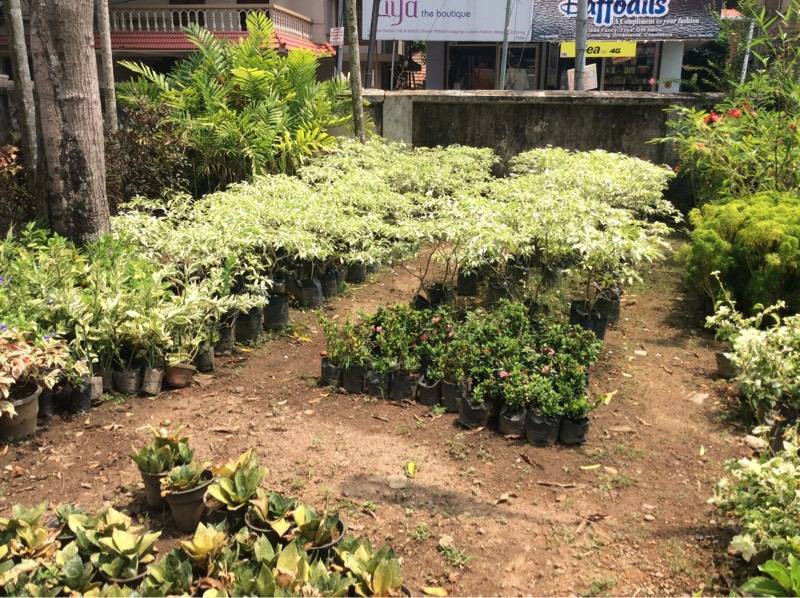 Catalogue Urban Green in Ernakulam Justdial