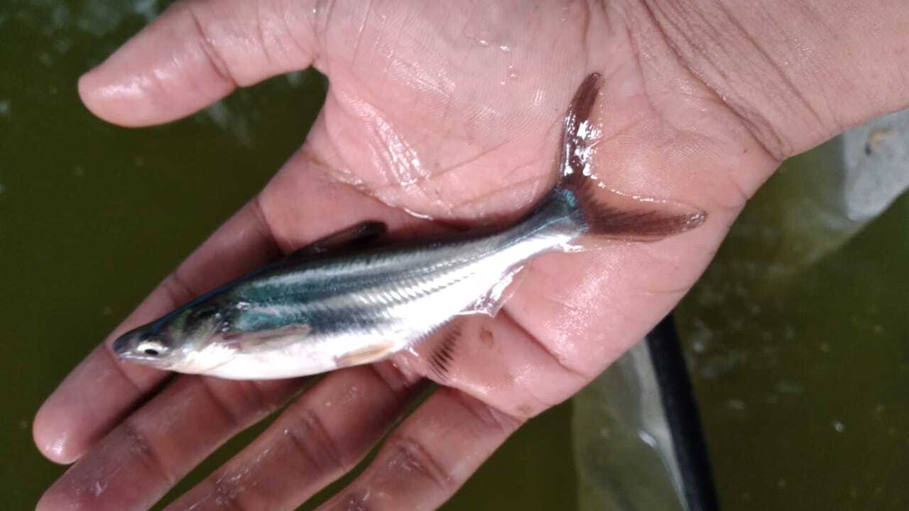 Catalogue Periyar Fish Farm in Keezhillam , Ernakulam Justdial