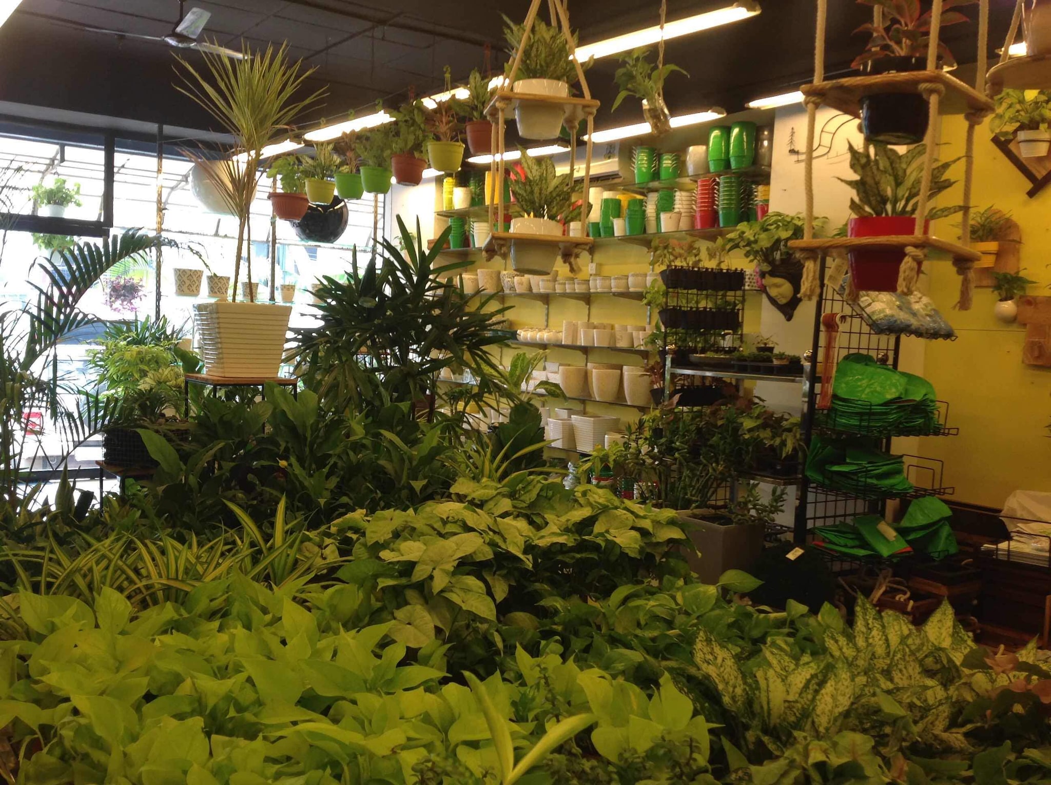 Catalogue Urban Green in Ernakulam Justdial