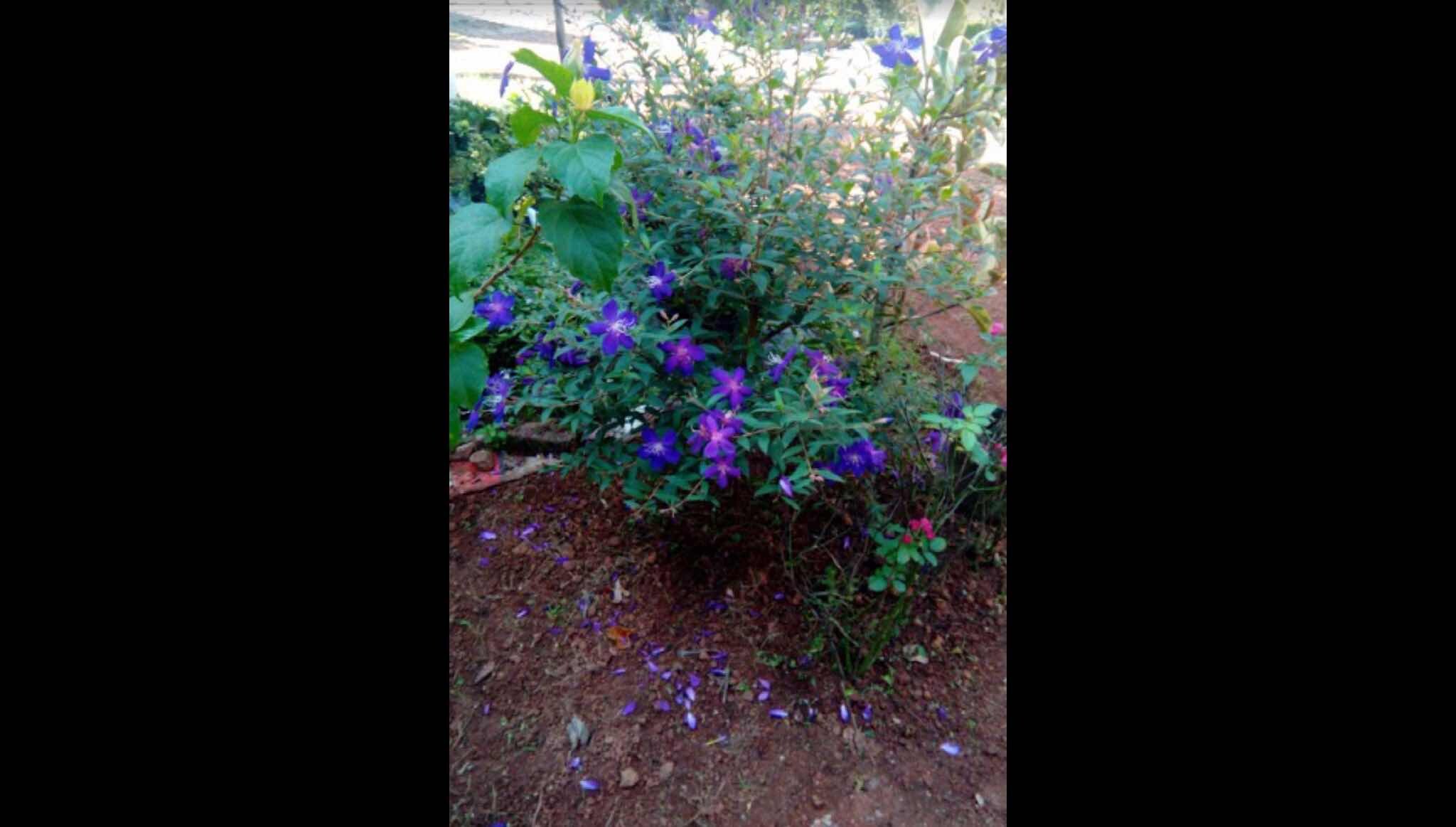 Catalogue Pai The Fruit Plant Nursery in Palarivattom , Ernakulam Justdial