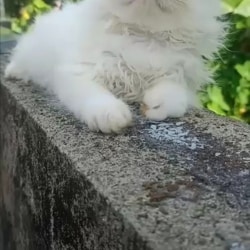 Mia Cat Farm in Palluruthy,Ernakulam - Best Pet Shops near me in ...